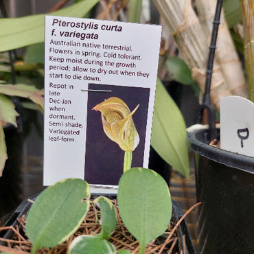 Pterostylis curta Terrestrial Orchid