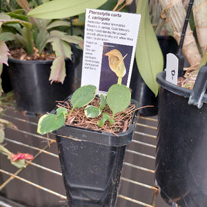 Pterostylis curta Terrestrial Orchid