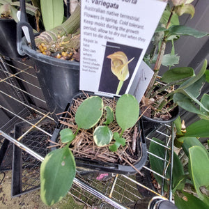 Pterostylis curta Terrestrial Orchid
