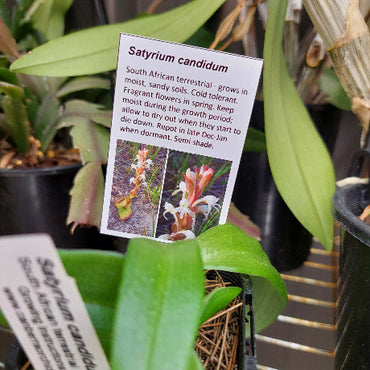 Satyrium candidum terrestrial Orchid