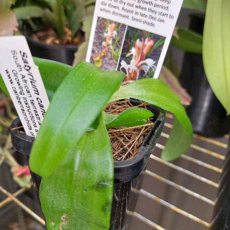 Satyrium candidum