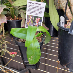 Satyrium candidum
