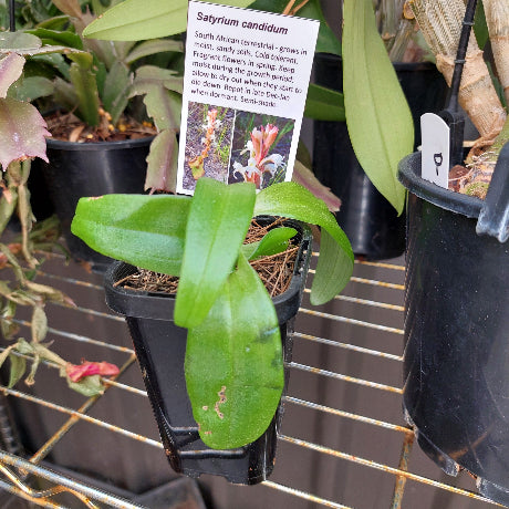 Satyrium candidum