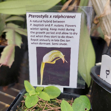 Terrestrial Orchid