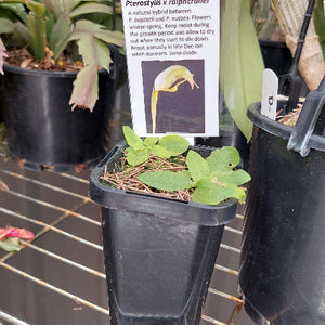Terrestrial Orchid