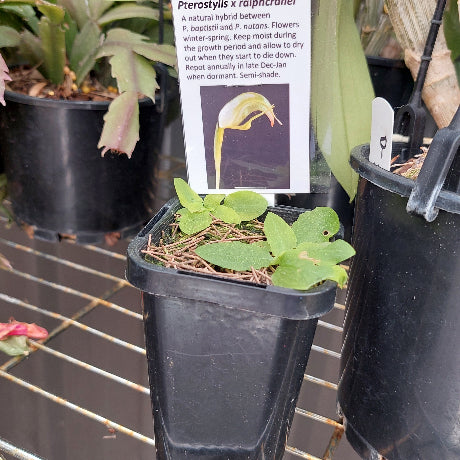 Terrestrial Orchid
