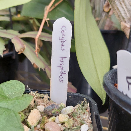 Terrestrial Orchid