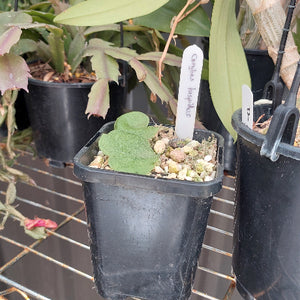 Terrestrial Orchid