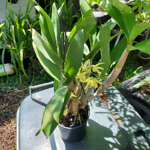 Dendrobium Brimbank Mikado Orchid