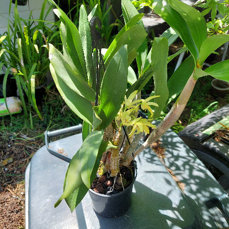 Dendrobium Brimbank Mikado Orchid