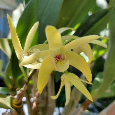 Dendrobium Brimbank Mikado Orchid