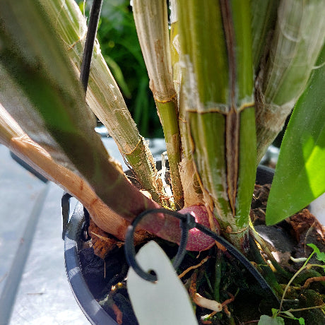 Dendrobium Brimbank Mikado Orchid