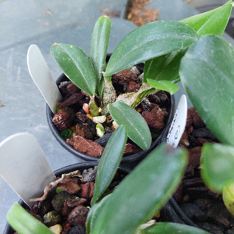 Dendrobium Cosmic Gold