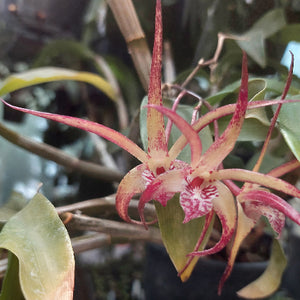 Orchid