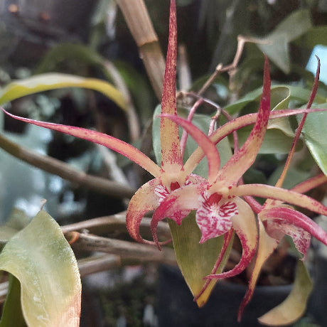 Orchid