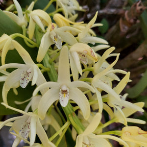 A close-up of pale yellow orchids with white and yellow labellums, growing in a natural outdoor setting with green leaves and brown bark in the background.
