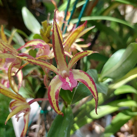 Close-up of a unique orchid with pink and yellow petals on a blurred green background