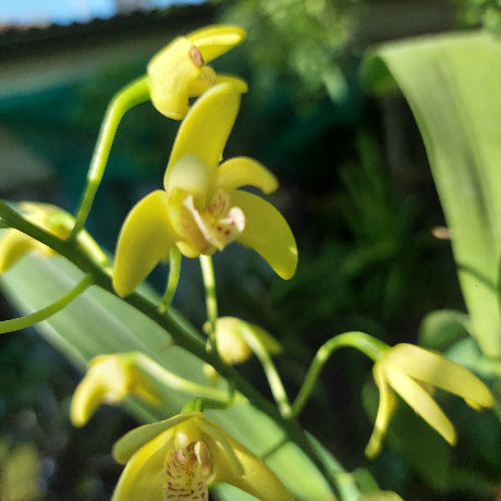 Dendrobium Gracillimum