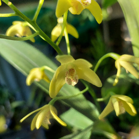 Dendrobium Gracillimum