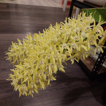 Dendrobium Orchid Seedling