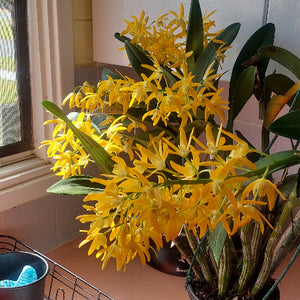 Dendrobium Orchid Seedling
