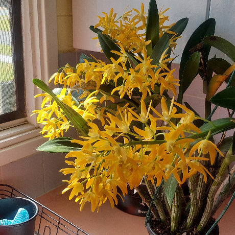 Dendrobium Orchid Seedling