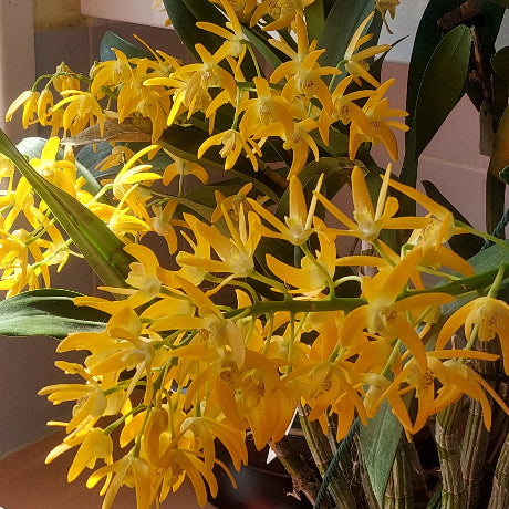A potted cluster of bright yellow orchids with green leaves, photographed indoors near a window on a windowsill.