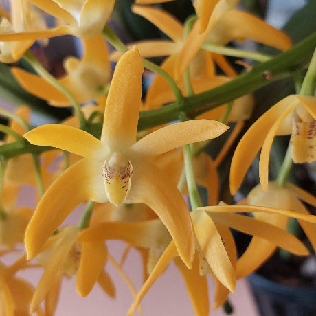 Dendrobium Orchid Seedling