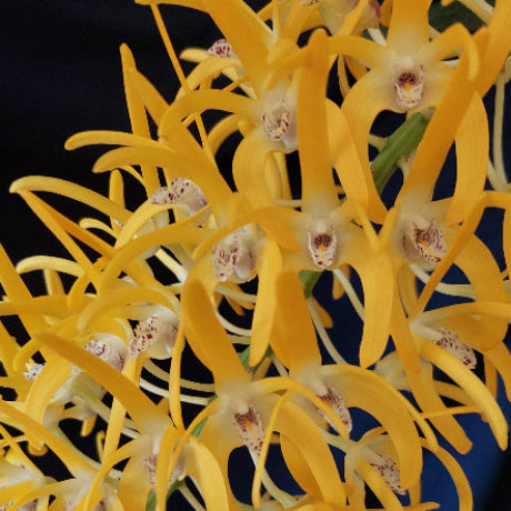 Dendrobium Speciosum