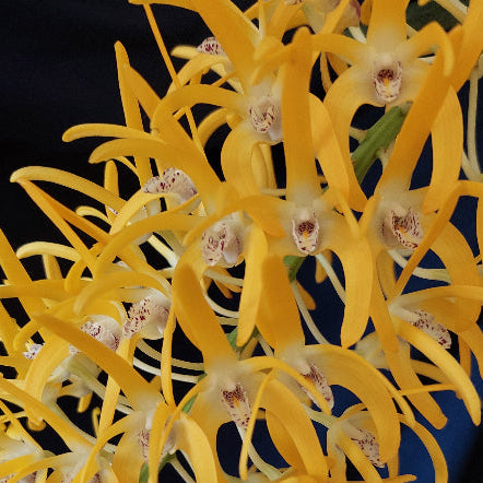 Close-up of bright yellow orchids against a dark background