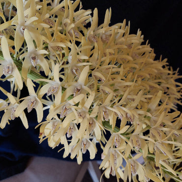 A close-up of a dense cluster of pale yellow orchids with small brown and white markings at the center, set against a dark background.