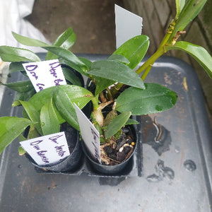 Dendrobium Orchid Seedling