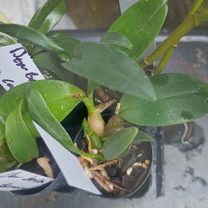 Dendrobium Orchid Seedling