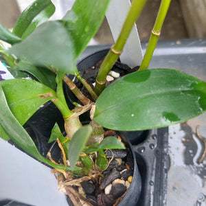 Dendrobium Orchid Seedling