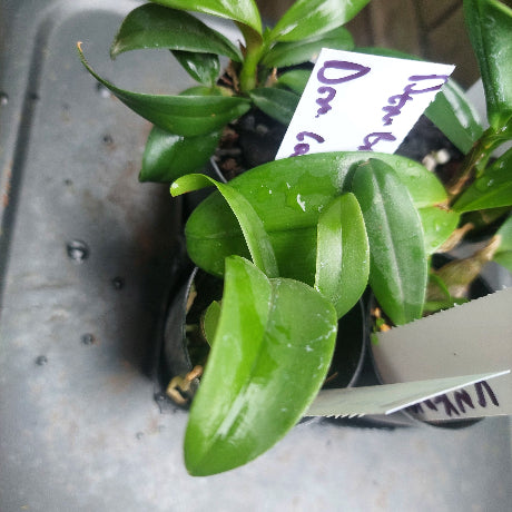 Dendrobium Orchid Seedling