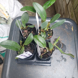 Dendrobium Orchid Seedling