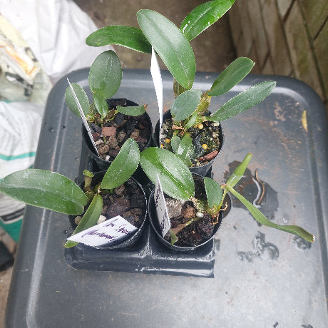 Dendrobium Orchid Seedling