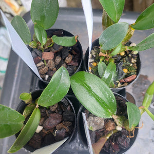Dendrobium Orchid Seedling