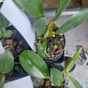 Dendrobium Orchid Seedling