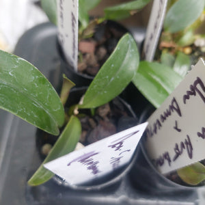 Dendrobium Orchid Seedling