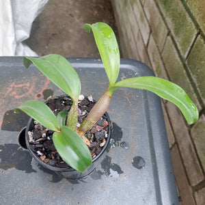 Dendrobium Orchid Seedling