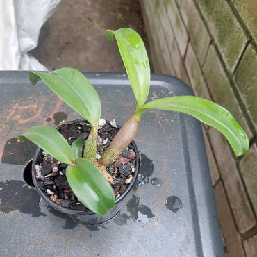 Dendrobium Orchid Seedling