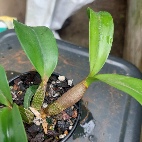 Dendrobium Orchid Seedling