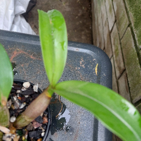 Dendrobium Orchid Seedling