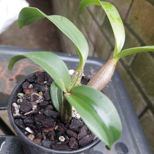 Dendrobium Orchid Seedling