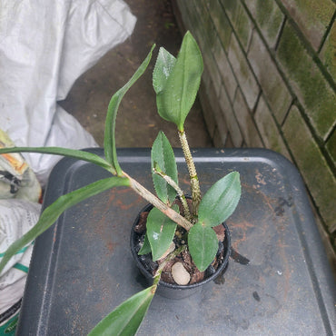 Dendrobium Australian Black and Green 'Black Velvet' x Den. Tooradin 'Massacre' 