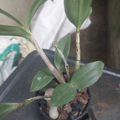 Dendrobium Australian Black and Green 'Black Velvet' x Den. Tooradin 'Massacre' 