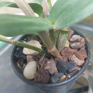 Dendrobium Australian Black and Green 'Black Velvet' x Den. Tooradin 'Massacre' 