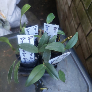Dendrobium Orchid Seedling