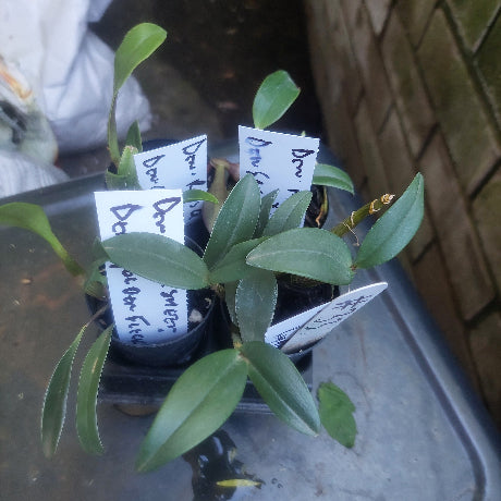 Dendrobium Orchid Seedling